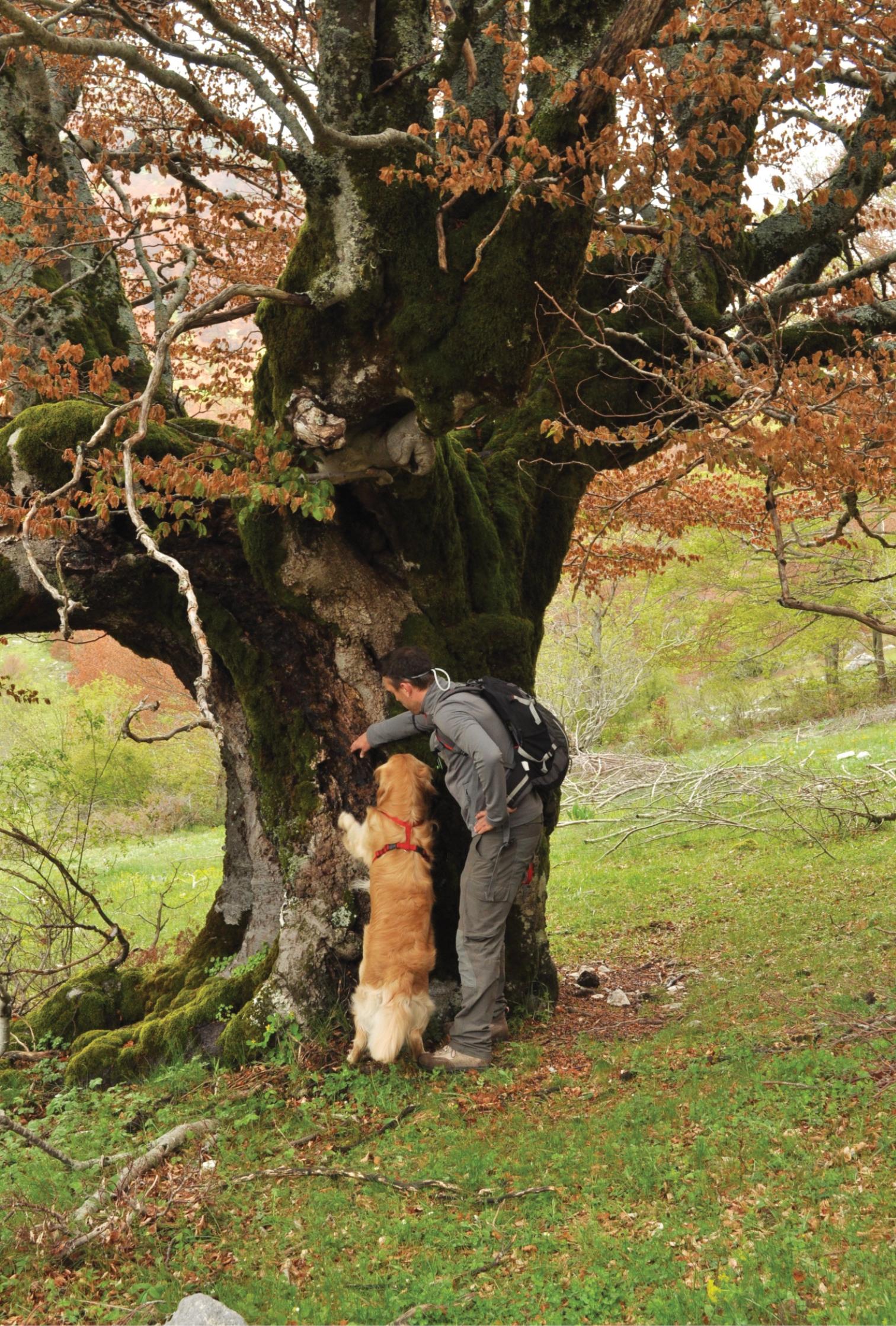 Linee Guida per il monitoraggio dei coleotteri saproxilici ...